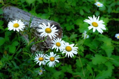 Dscf2042 - Professional Wildflowers photography by Bobby Shull