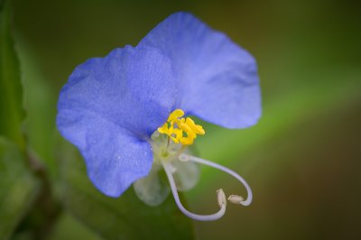 Image 1039 - Professional Wildflowers photography by Bobby Shull