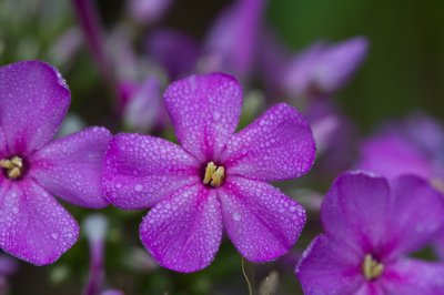 Image 1057 - Professional Wildflowers photography by Bobby Shull