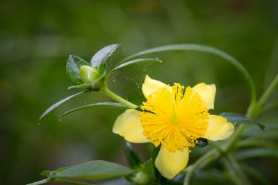 Image 1081 - Professional Wildflowers photography by Bobby Shull