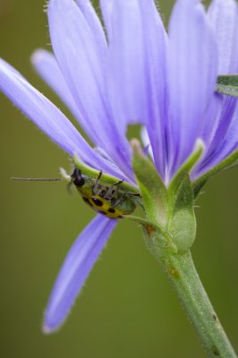 Image 1091 - Professional Wildflowers photography by Bobby Shull