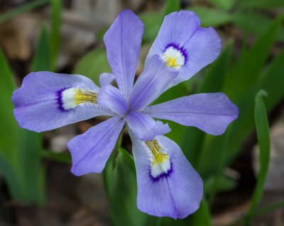 Image 2652 - Professional Wildflowers photography by Bobby Shull