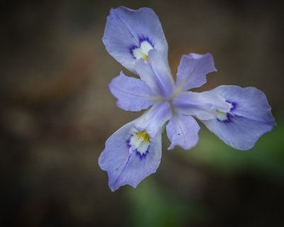 Image 2693 - Professional Wildflowers photography by Bobby Shull