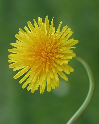 Image 2727 - Professional Wildflowers photography by Bobby Shull