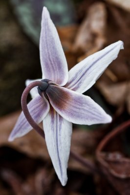 Image 4139 - Professional Wildflowers photography by Bobby Shull