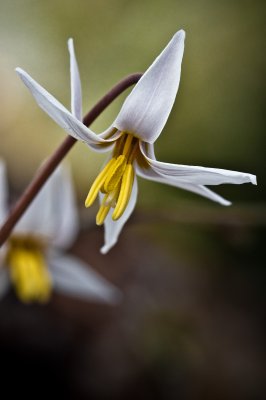 Image 4146 - Professional Wildflowers photography by Bobby Shull