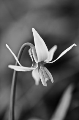Image 4153 - Professional Wildflowers photography by Bobby Shull