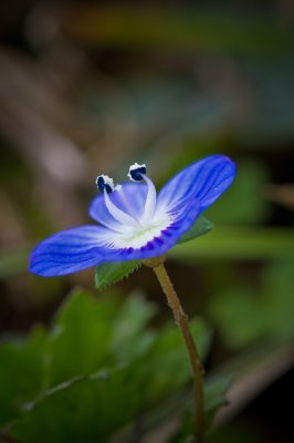 Image 4212 - Professional Wildflowers photography by Bobby Shull
