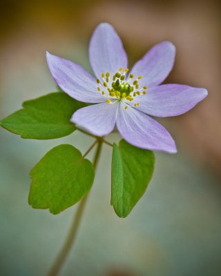 Image 5533 - Professional Wildflowers photography by Bobby Shull