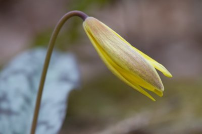 Image 5587 - Professional Wildflowers photography by Bobby Shull