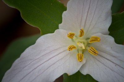 Image 5594 - Professional Wildflowers photography by Bobby Shull