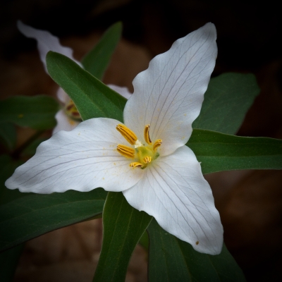 Image 5603 - Professional Wildflowers photography by Bobby Shull