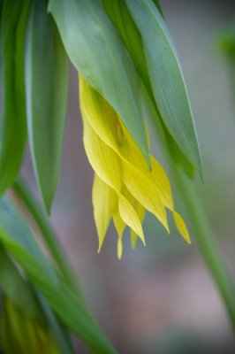 Image 5622 - Professional Wildflowers photography by Bobby Shull