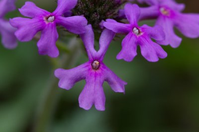 Image 5633 - Professional Wildflowers photography by Bobby Shull