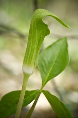 Image 6228 - Professional Wildflowers photography by Bobby Shull