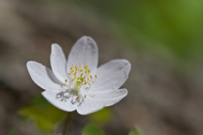 Image 6270 - Professional Wildflowers photography by Bobby Shull