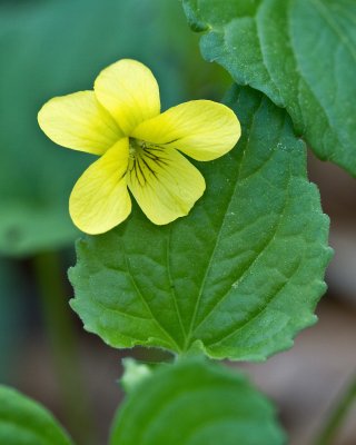 Image 6297 - Professional Wildflowers photography by Bobby Shull