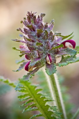 Image 6308 - Professional Wildflowers photography by Bobby Shull