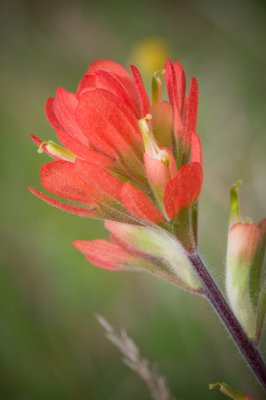 Image 6895 - Professional Wildflowers photography by Bobby Shull