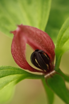 Image 8038 - Professional Wildflowers photography by Bobby Shull