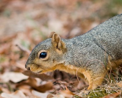 Crw 4762 - Professional Wildlife photography by Bobby Shull