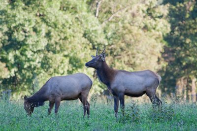 Image 0240 - Professional Wildlife photography by Bobby Shull