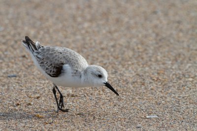 Image 0282 - Professional Wildlife photography by Bobby Shull