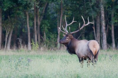 Image 0310 - Professional Wildlife photography by Bobby Shull