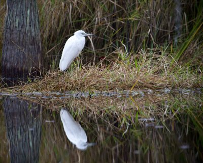 Image 0407 - Professional Wildlife photography by Bobby Shull