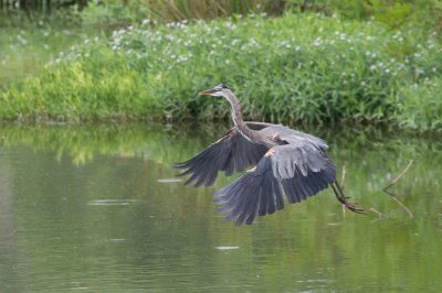 Image 0748 - Professional Wildlife photography by Bobby Shull