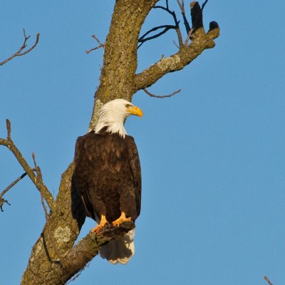 Image 1240 - Professional Wildlife photography by Bobby Shull