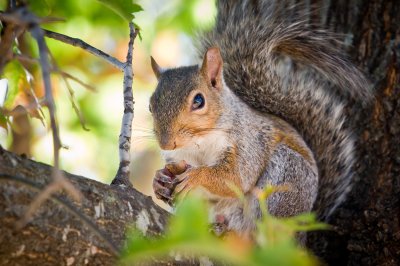 Image 1384 - Professional Wildlife photography by Bobby Shull