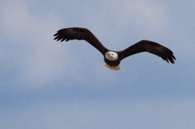 Image 1960 - Professional Wildlife photography by Bobby Shull