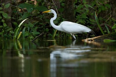 Image 2212 - Professional Wildlife photography by Bobby Shull