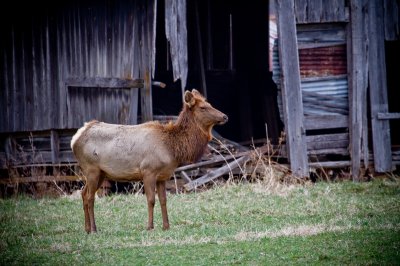 Image 3959 - Professional Wildlife photography by Bobby Shull