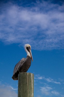 Image 4142 - Professional Wildlife photography by Bobby Shull