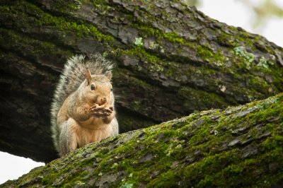 Image 5817 - Professional Wildlife photography by Bobby Shull