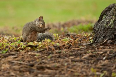 Image 5834 - Professional Wildlife photography by Bobby Shull