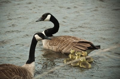 Image 7871 - Professional Wildlife photography by Bobby Shull
