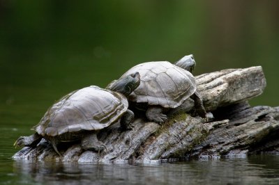 Image 8270 - Professional Wildlife photography by Bobby Shull