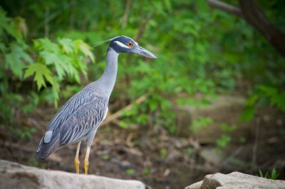 Image 8689 - Professional Wildlife photography by Bobby Shull